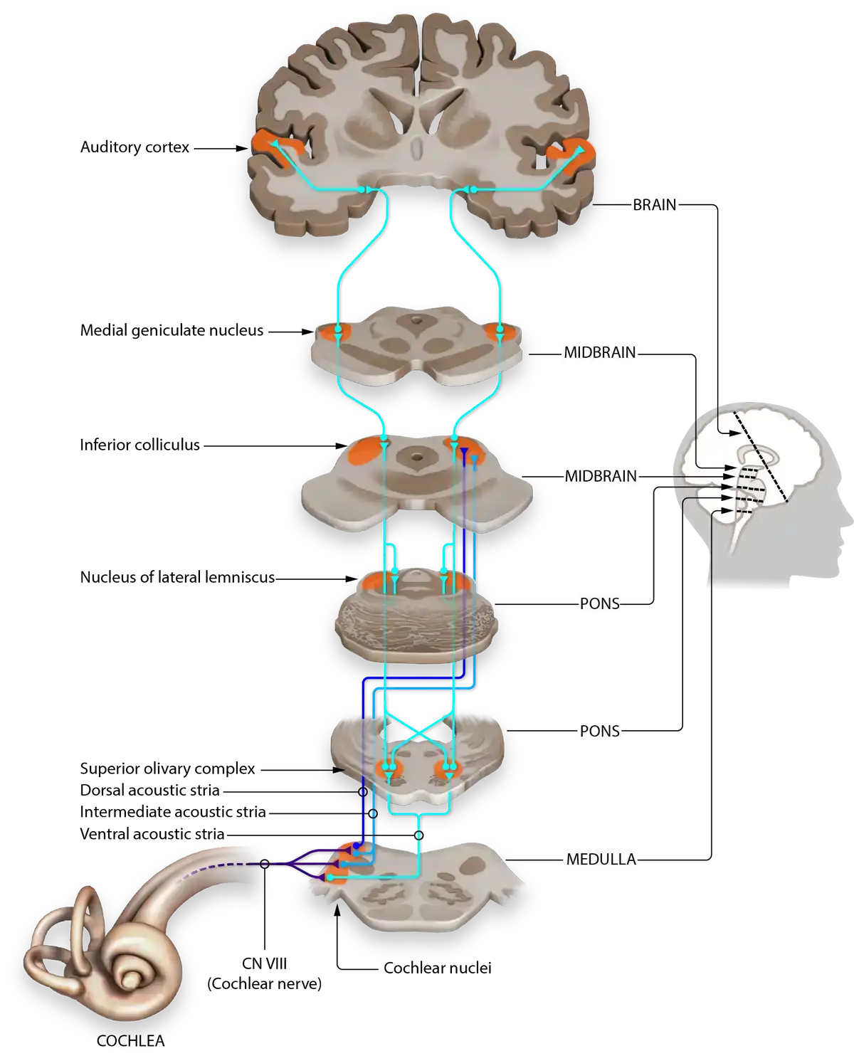 Auditory pathway diagram